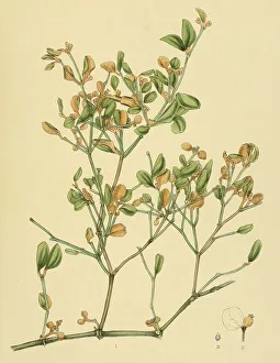 Notothixos floccosus, native to Southeast Asia