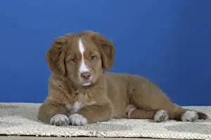Nova Scotia Duck Tolling Retriever