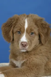 Nova Scotia Duck Tolling Retriever
