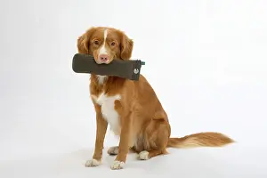 Nova Scotia Duck Tolling Retriever with Dummy