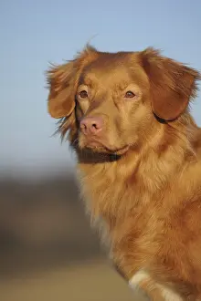 Nova Scotia Duck Tolling Retriever, young male dog