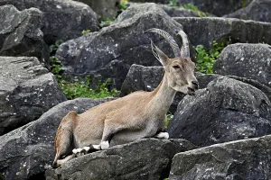 Category Wildlife DE Prints: Nubian ibex (Capra nubiana), sitting on rock