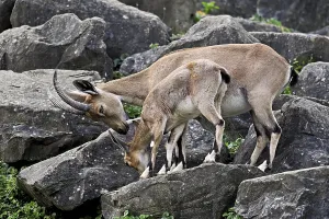 Nubian ibex (Capra nubiana), with young