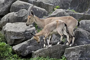Nubian ibex (Capra nubiana), with young