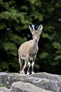 Nubian ibex (Capra nubiana), young animal standing on rock