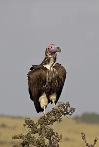 Nubian vulture (torgos tracheliotus)
