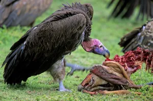 Nubian vulture (Torgos tracheliotus) Tanzania