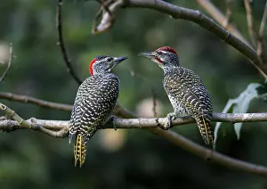 Nubian woodpecker (Campethera nubica) adult pair