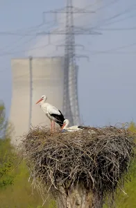 Nuclear power plant : Philipsburg after shutdown cooling tower Stork nest with storks at nuclear power plant