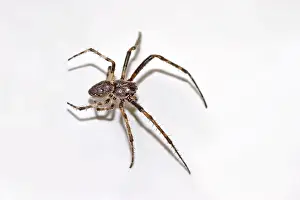 Nuctenea umbratica split spider