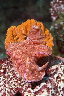Nudibranch, Ceratosoma trilobatum