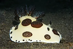 Nudibranch (Jorunna funerbris) on sand