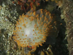 Nudibranch with white and orange dots