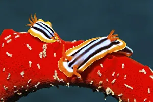 Two Nudibranches or Sea slugs (Chromodoris quadricolor)