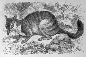Numbat or anteater (Myrmecobius fasciatus)