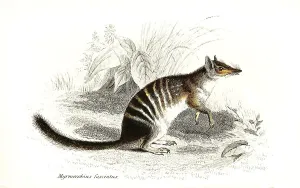 Numbat (Myrmecobius fasciatus)