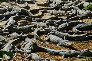 Numerous alligators resting on a ground covered with leaves