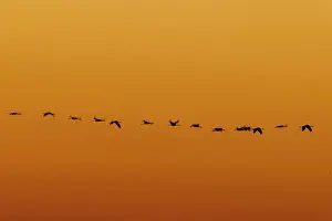 Numerous birds flying in a straight line during sunset