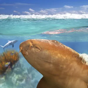 Nurse shark gata nodriza Ginglymostoma cirratum in Caribbean reef