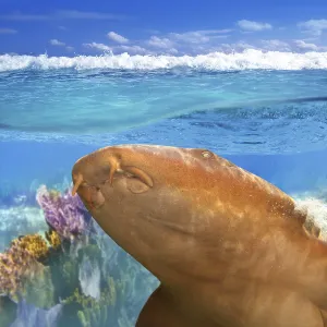 Nurse shark gata nodriza Ginglymostoma cirratum in Caribbean reef