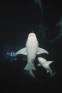 Nurse Shark at Night, Nebrius ferrugineus