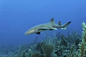Nurse Sharks (Ginglymostoma cirratum) swimming amongst the coral reef in search of prey