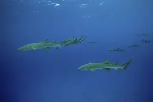Nurse sharks, Nebrius ferrugineus