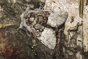 Nut-tree Tussock (Colocasia coryli) adult