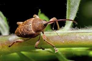 Nut weevil (Curculio nucum), weevil