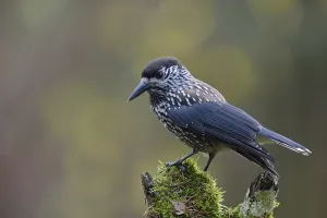 The nutcracker... Nutcracker (Nucifraga caryocatactes) perches in typical raven manner on a rotten tree stump
