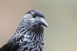 Nutcracker - Tannenhaher - Nucifraga caryocatactes ssp
