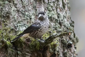 Nutcracker - Tannenhaher - Nucifraga caryocatactes ssp