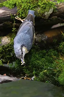 A nuthatch collects sunflower seeds at a feeding station