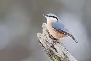 Nuthatch (Sitta europaea)