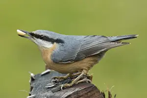 Nuthatch (Sitta europaea)