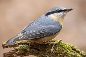 Nuthatch, Sitta europaea