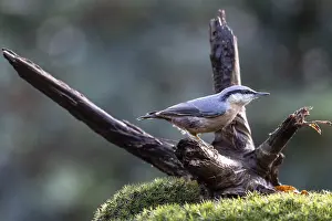 Nuthatch (Sitta europaea), Emsland