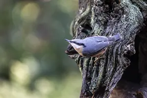 Nuthatch (Sitta europaea), Emsland