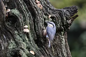 Nuthatch (Sitta europaea), Emsland