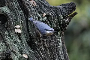 Nuthatch (Sitta europaea), Emsland