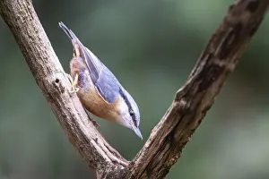 Nuthatch (Sitta europaea), Emsland