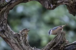 Nuthatch (Sitta europaea), Emsland