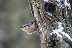 Nuthatch (Sitta europaea), Emsland