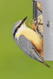 Nuthatch (Sitta europaea) at a feeder in the garden