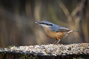 Framed Print : Nuthatch (Sitta europaea) at a feeding site with a sunflower seed in its beak