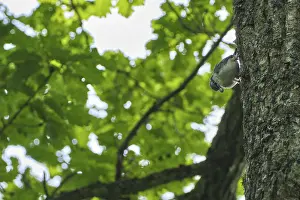 Nuthatch (Sitta europaea), Lake Raslangen