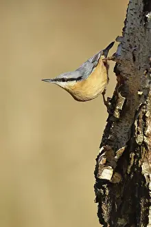 Nuthatch (Sitta europaea), running upside down on a birch tree