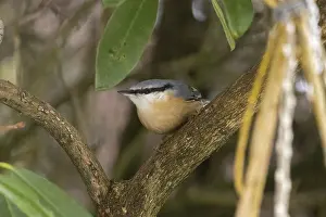Nuthatch (Sitta europaea), Sieversen