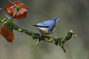 Nuthatch, Sitta europaea, sits on a branch