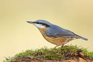 Nuthatch (Sitta europaea) sitting attentively on a moss-covered root